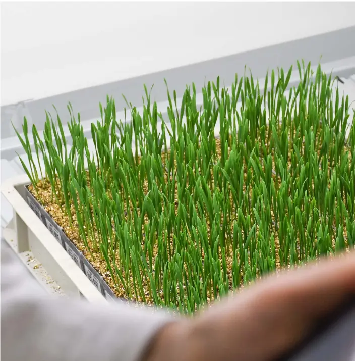 {{brizy_dc_image_alt imageSrc=