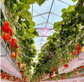 {{brizy_dc_image_alt imageSrc=