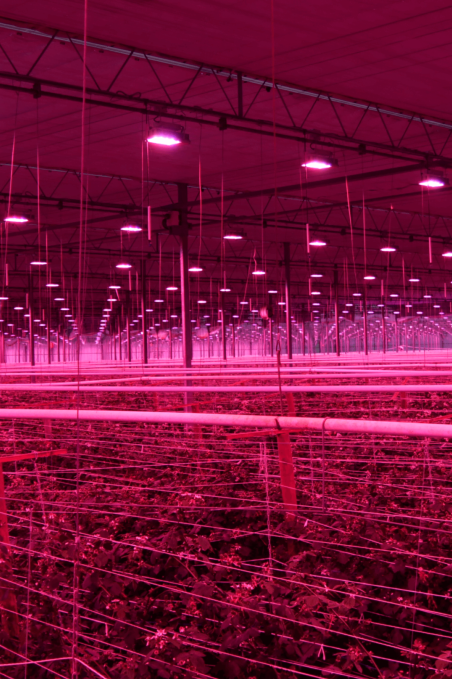 {{brizy_dc_image_alt imageSrc=