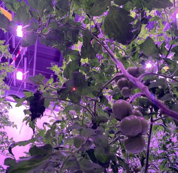 {{brizy_dc_image_alt imageSrc=